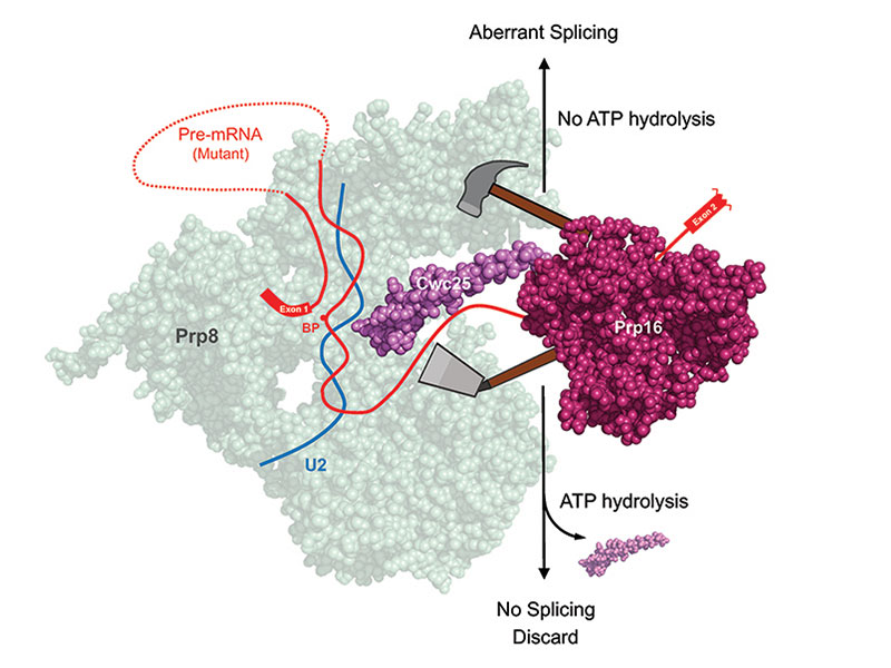 publication figure