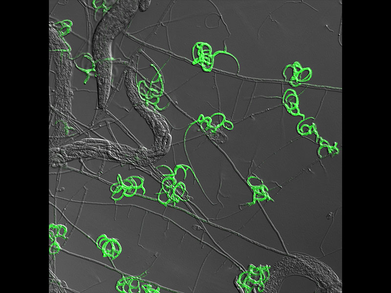 publication figure