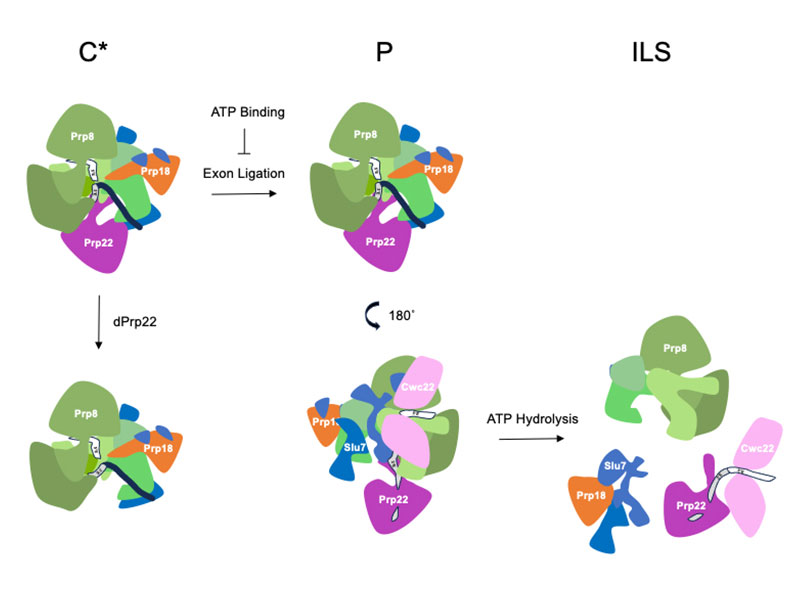 publication figure